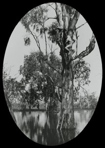 Een Hout Eenden Nest Nemen door Archibald James Campbell